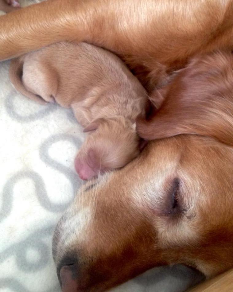 Glimma  + valp danskullen