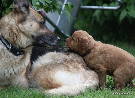 Kopia_av_TORSVI_2011.05.27-28_202